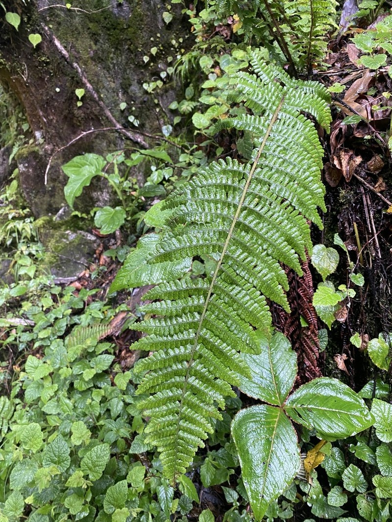 Dryopteris clarkei photo 3