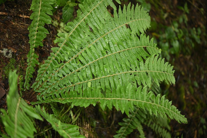 Dryopteris clarkei photo 4