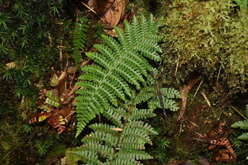 Dryopteris clarkei photo 5