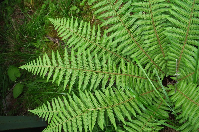 Dryopteris clarkei photo 6