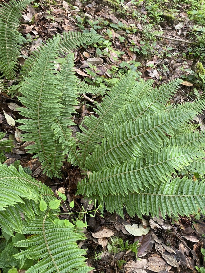 Dryopteris clarkei photo 7