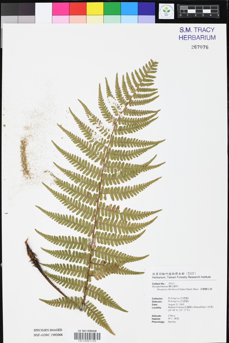 Dryopteris clarkei photo 8