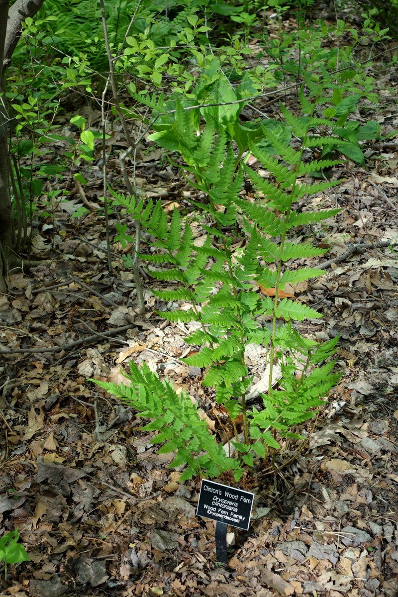 Clinton's Woodfern