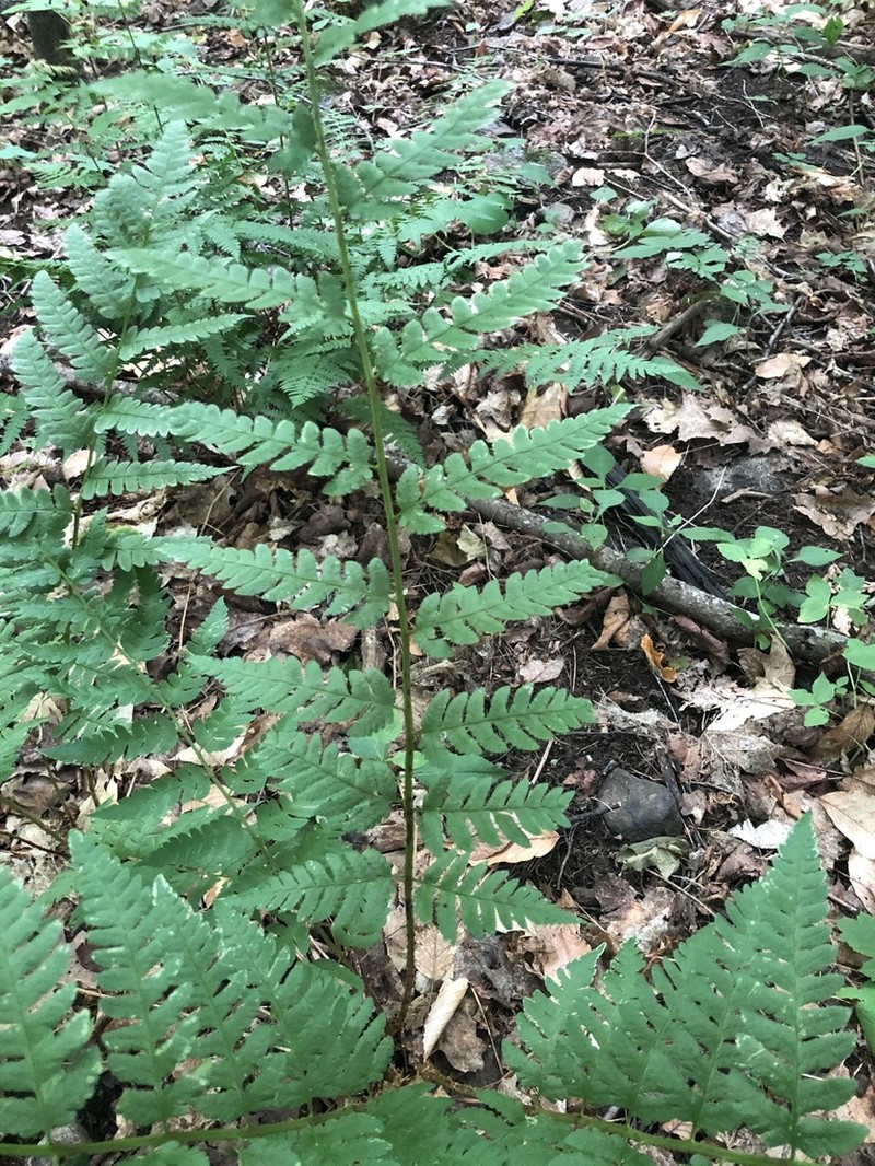 Clinton's Woodfern