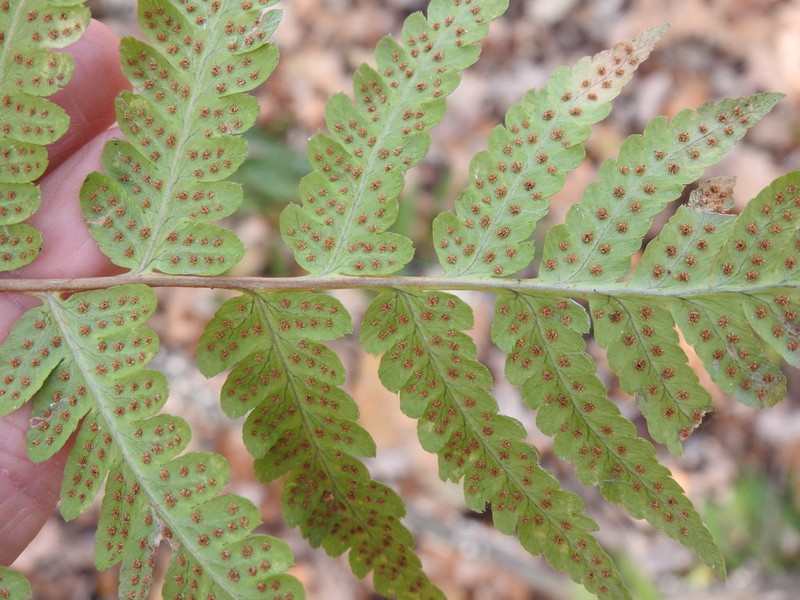 Clinton's Woodfern photo 2
