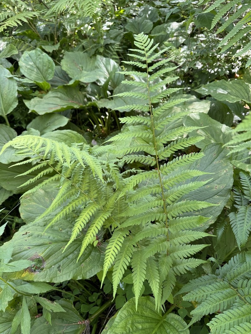 Clinton's Woodfern photo 3