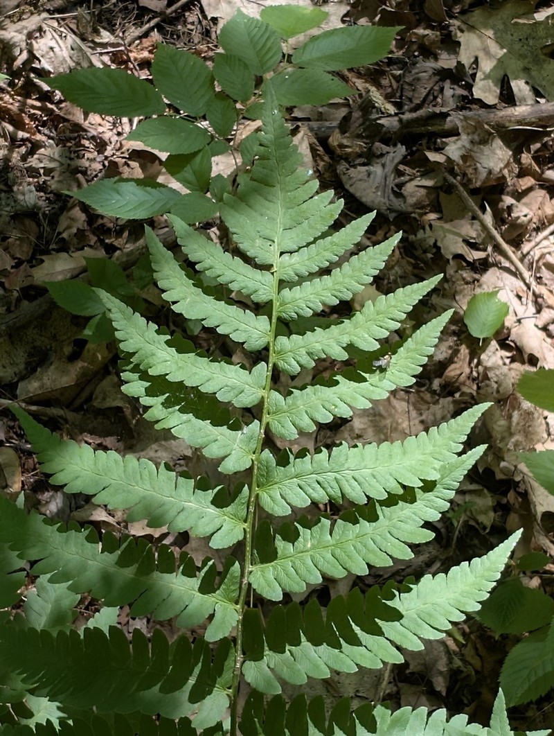 Clinton's Woodfern photo 4