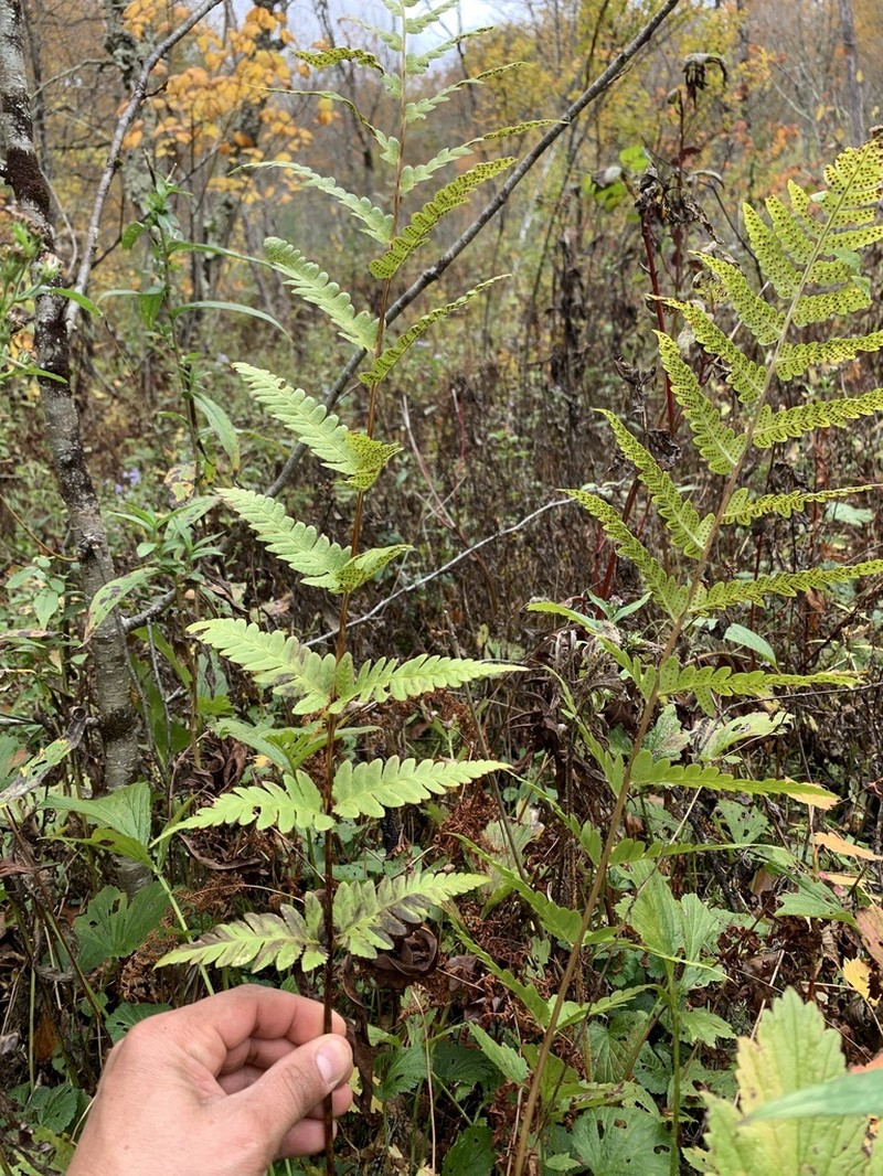 Clinton's Woodfern photo 5
