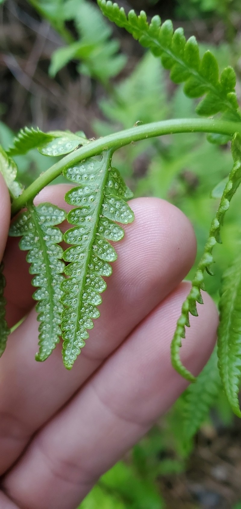 Clinton's Woodfern photo 6