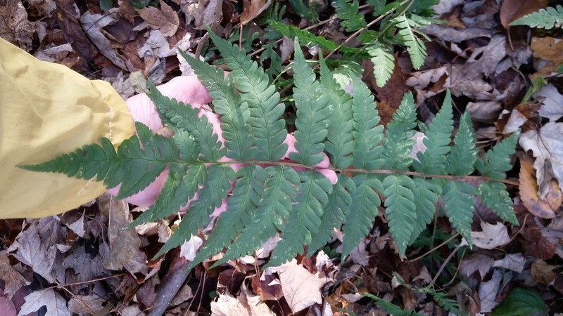 Clinton's Woodfern photo 7