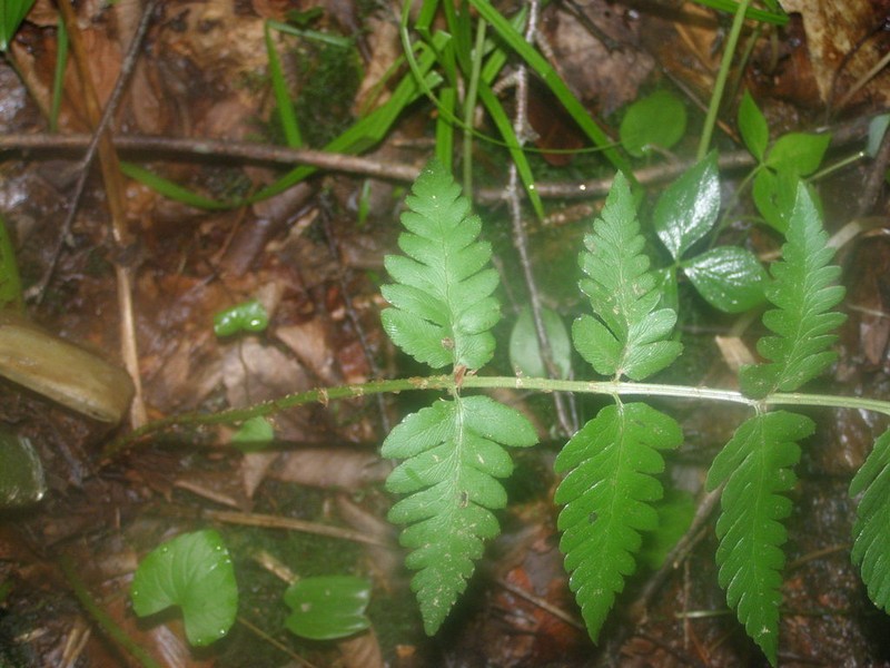 Clinton's Woodfern photo 8