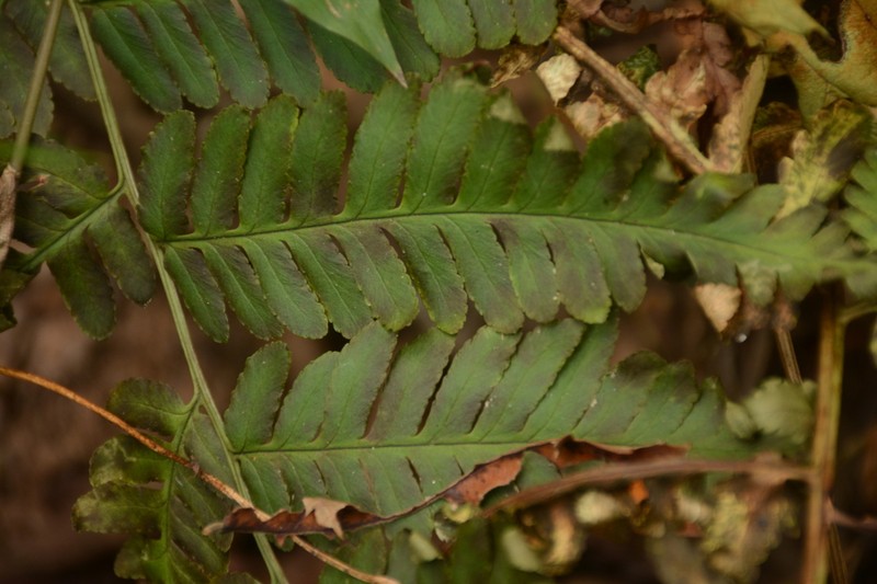 Dryopteris cochleata