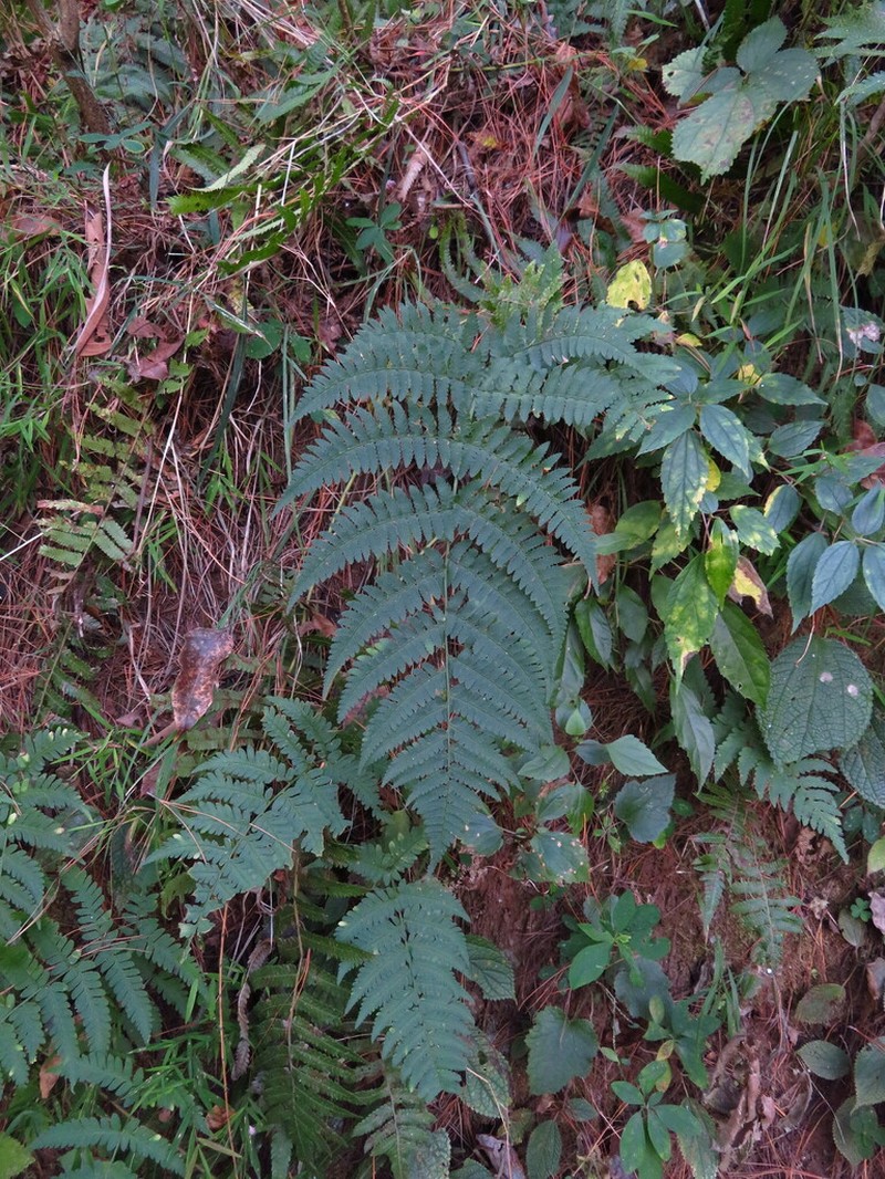 Dryopteris cochleata photo 2