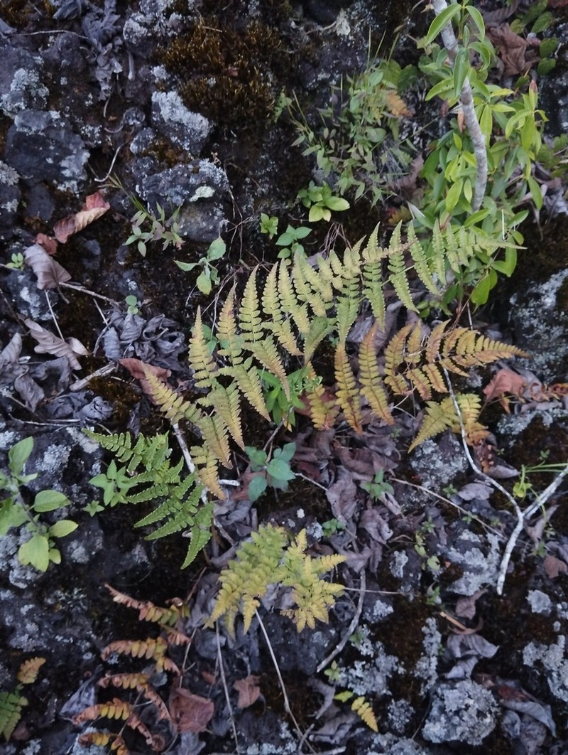 Dryopteris cochleata photo 3