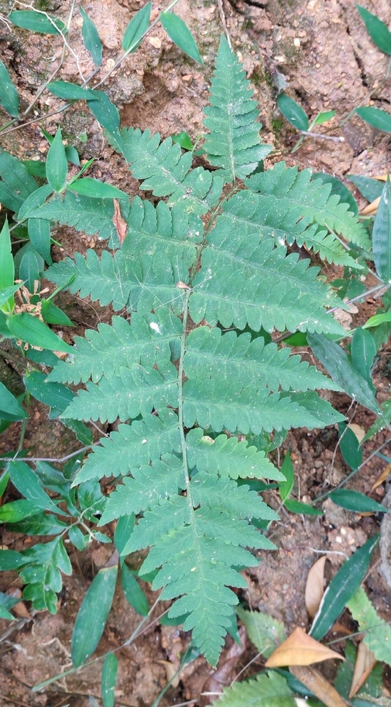 Dryopteris cochleata photo 4