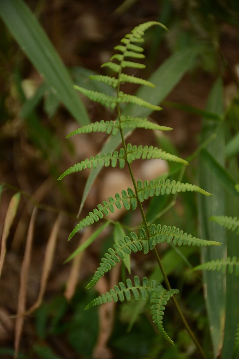 Dryopteris cochleata photo 5