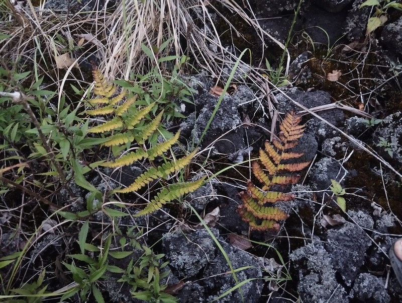 Dryopteris cochleata photo 6