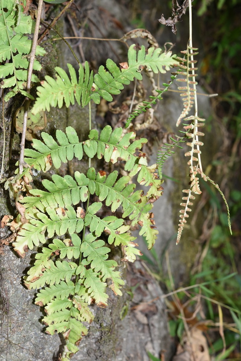 Dryopteris cochleata photo 7