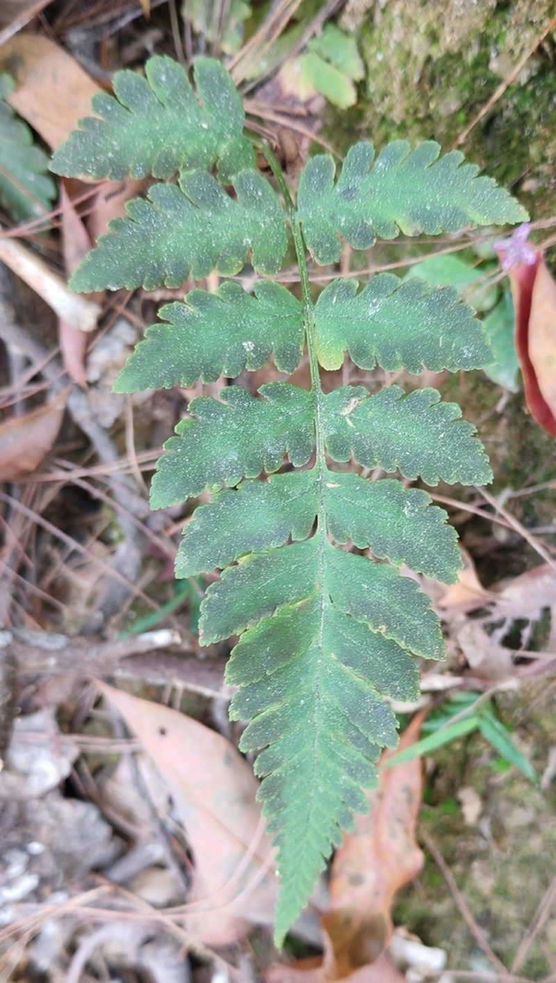 Dryopteris cochleata photo 8