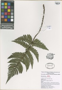 Dryopteris cognata