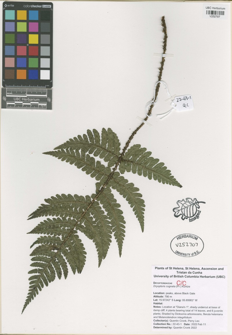 Dryopteris cognata