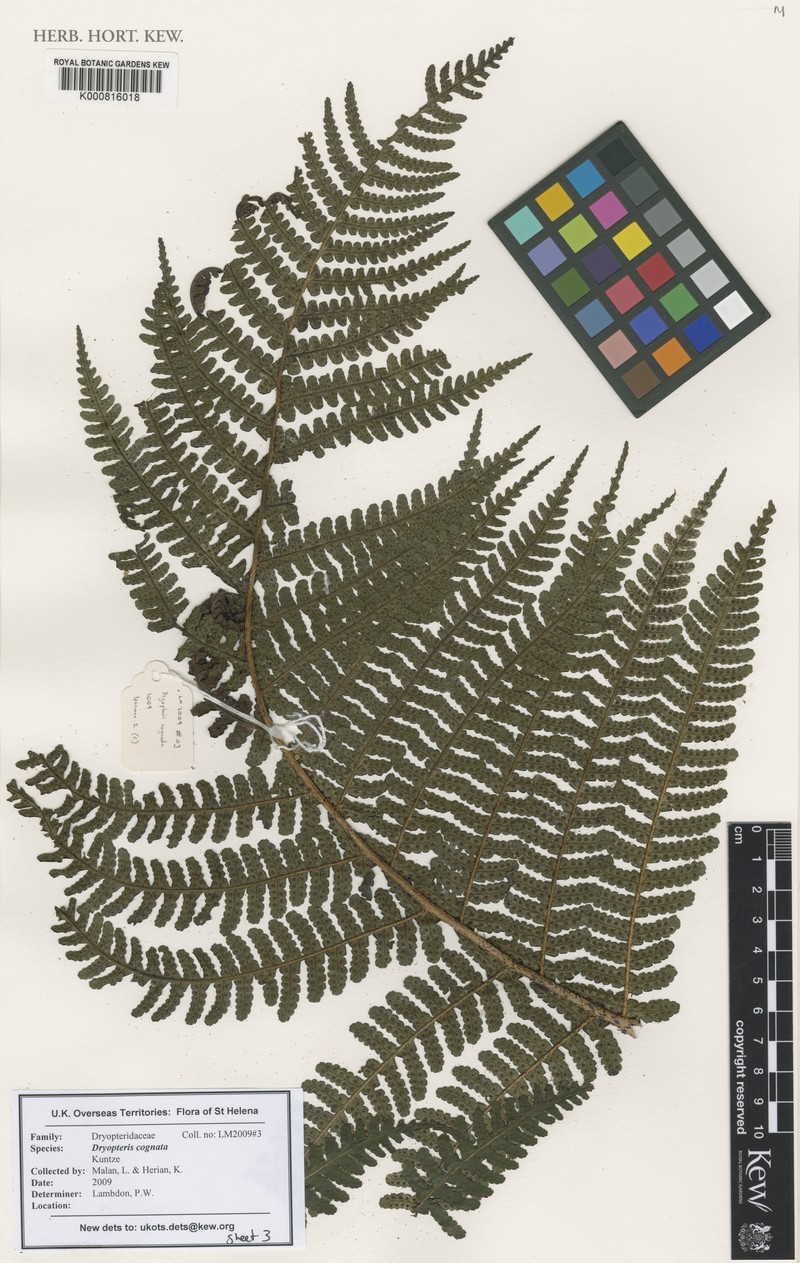 Dryopteris cognata photo 2