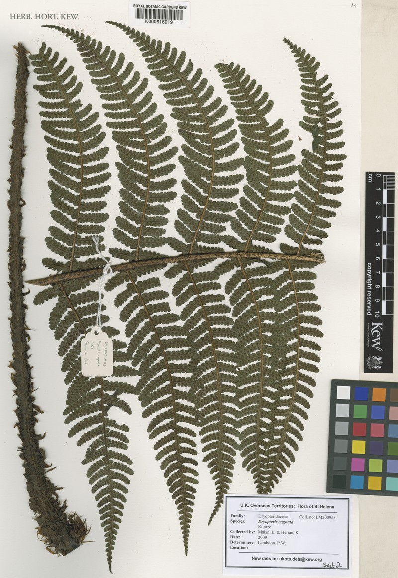 Dryopteris cognata photo 3