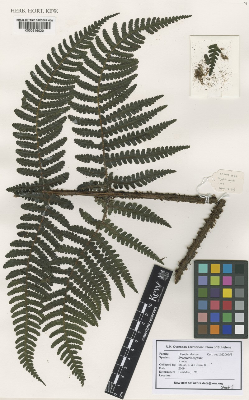Dryopteris cognata photo 4