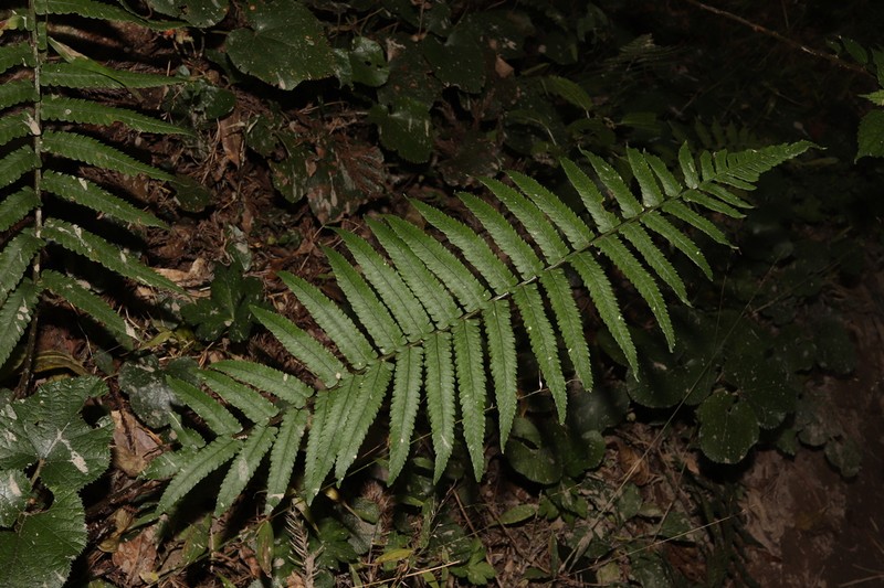 Dryopteris commixta photo 2