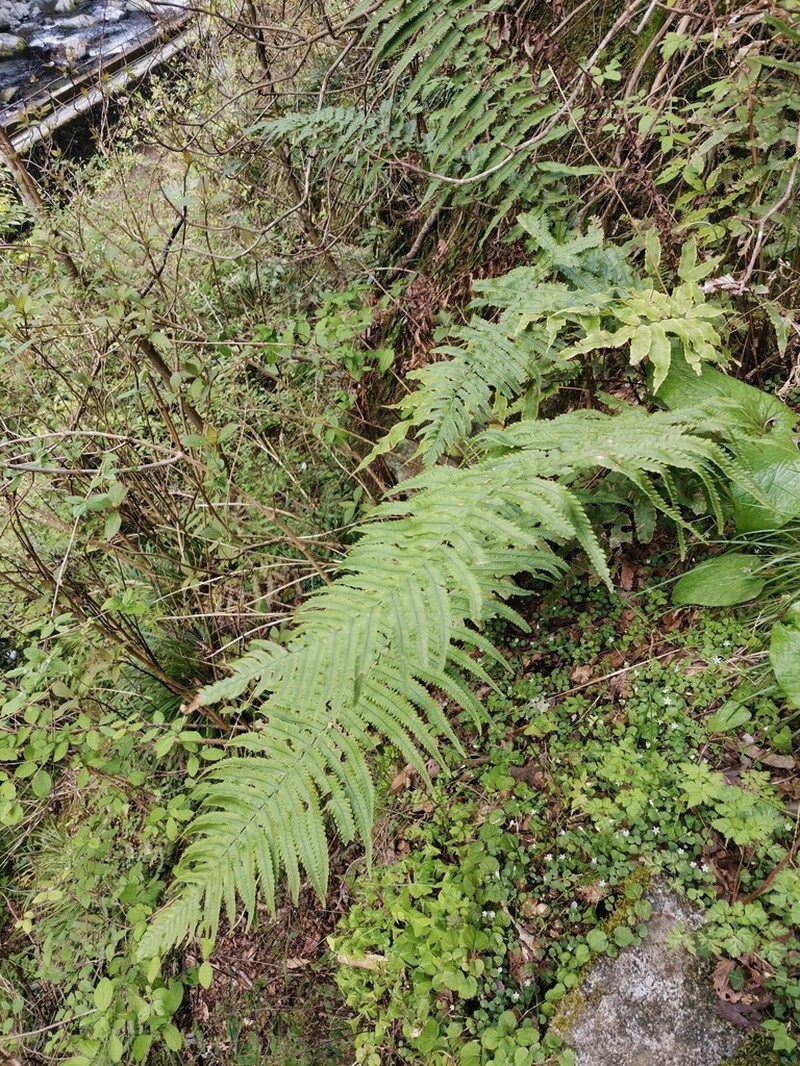 Dryopteris commixta photo 3