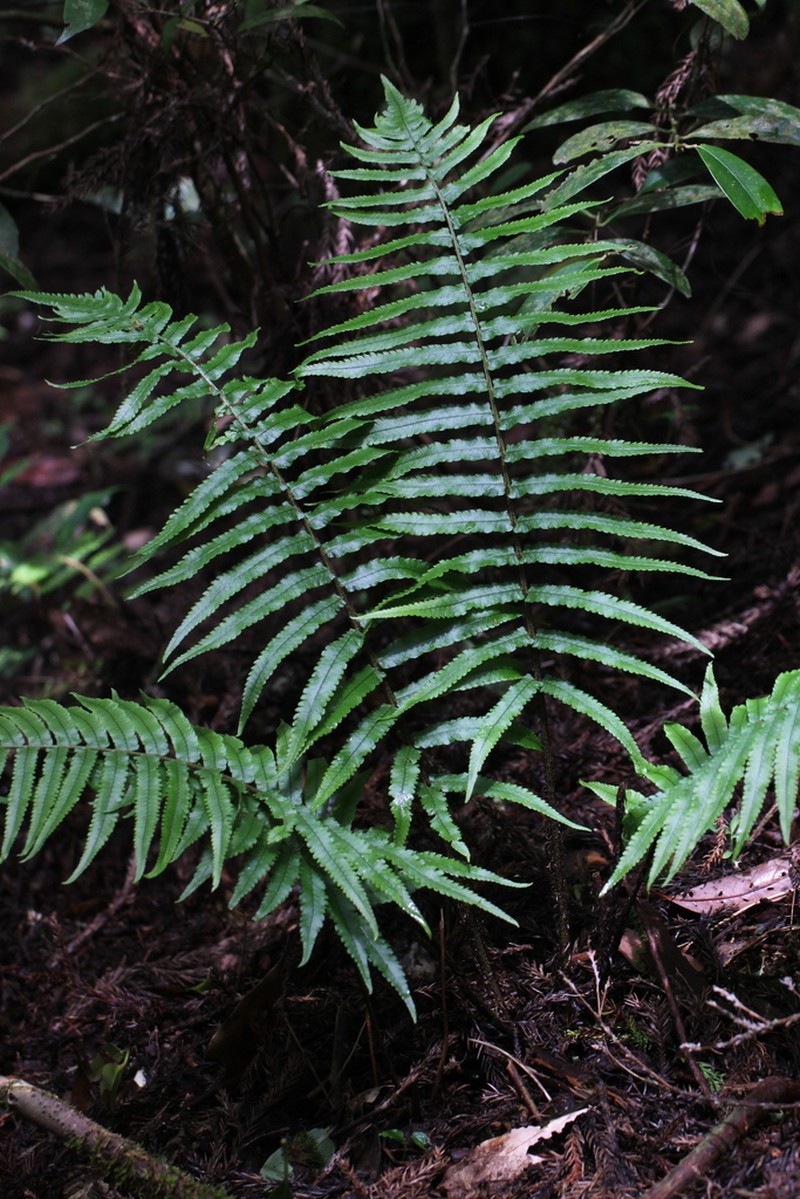 Dryopteris commixta photo 4