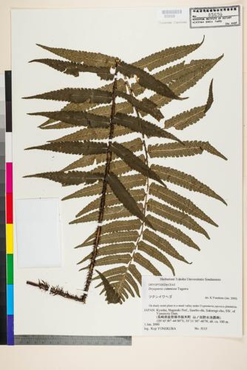 Dryopteris commixta photo 5
