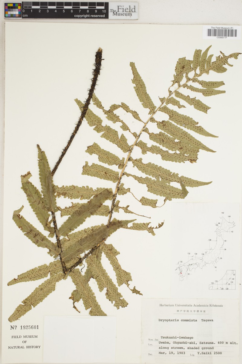 Dryopteris commixta photo 6