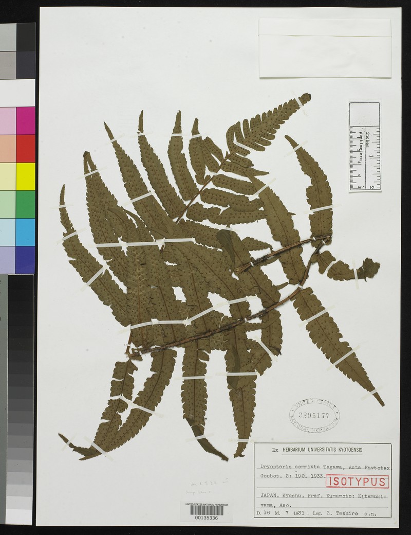 Dryopteris commixta