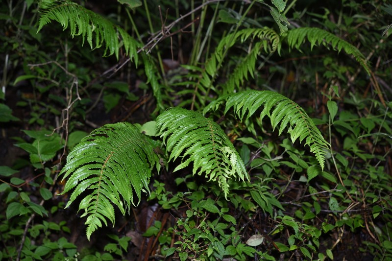 Dryopteris conjugata