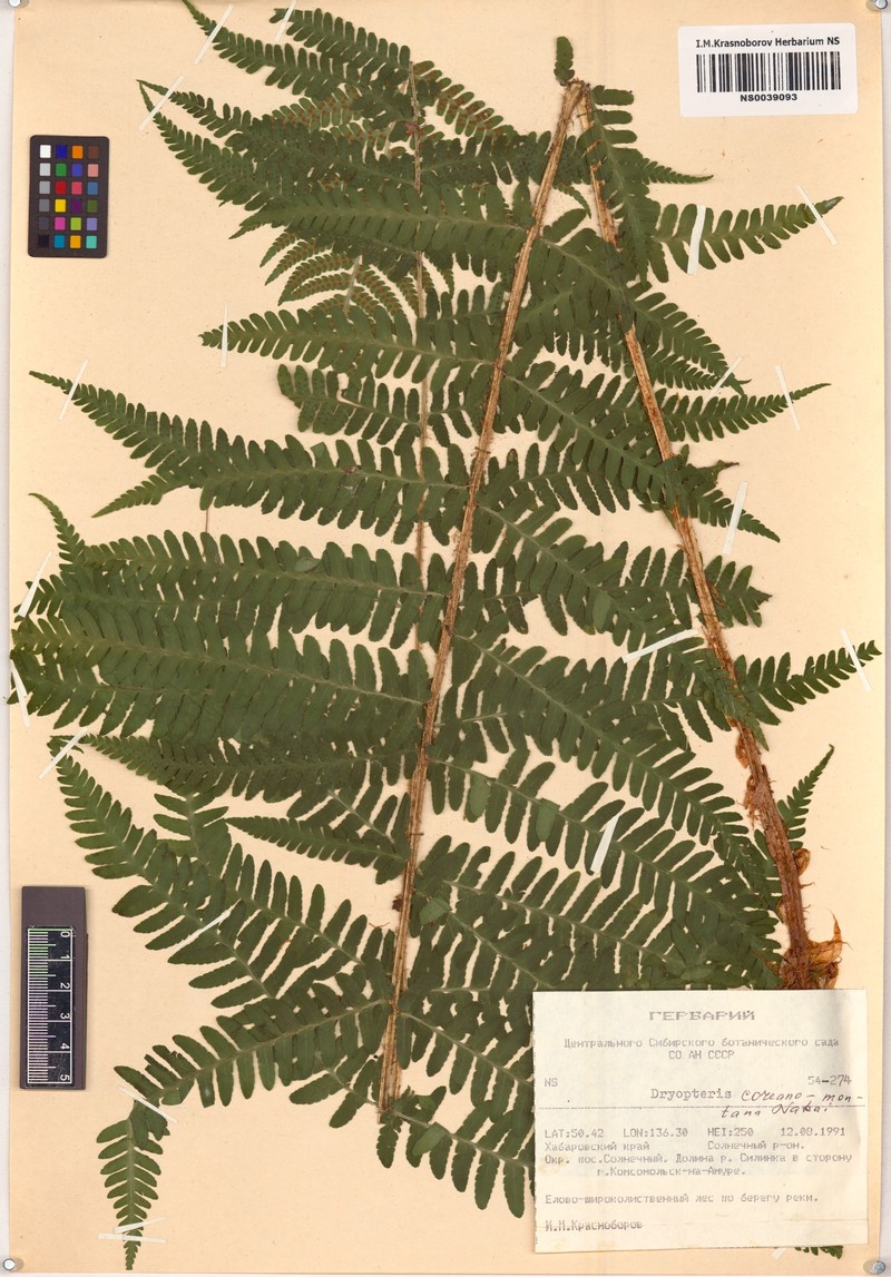 Dryopteris coreanomontana