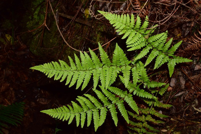 Dryopteris corleyi