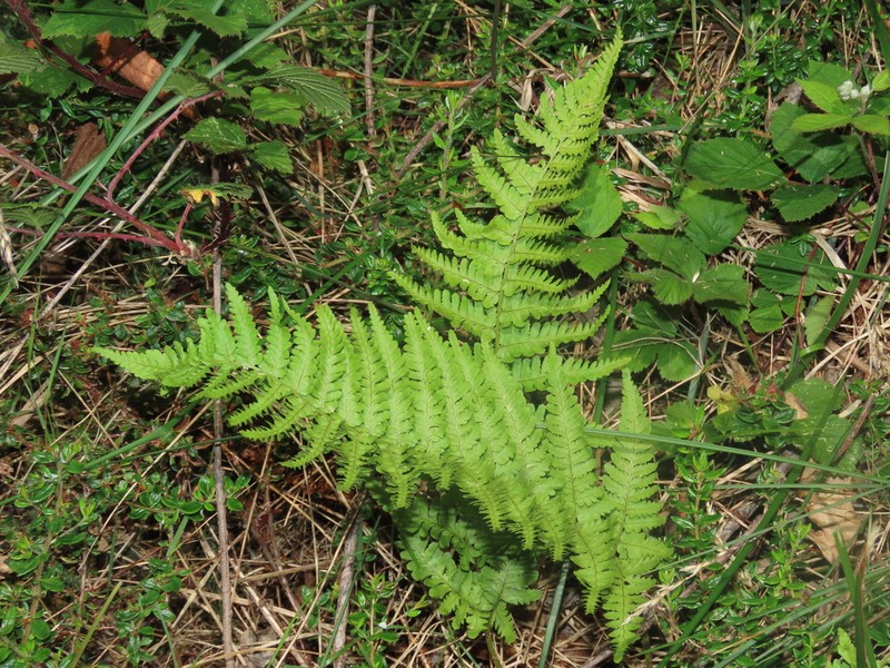 Dryopteris corleyi photo 2