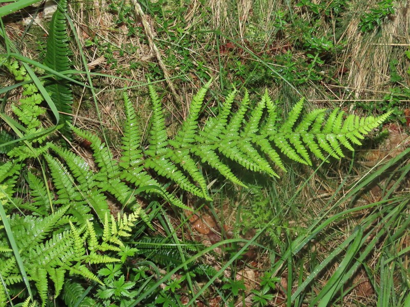 Dryopteris corleyi photo 3