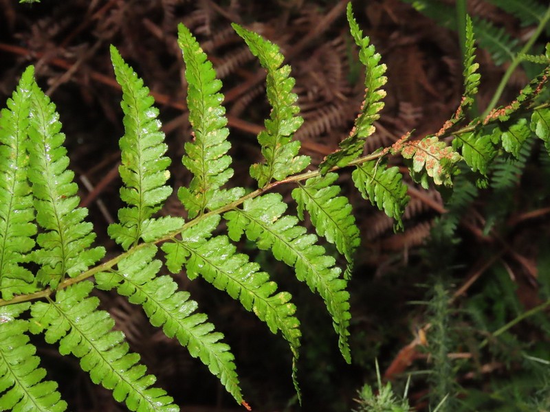 Dryopteris corleyi photo 4