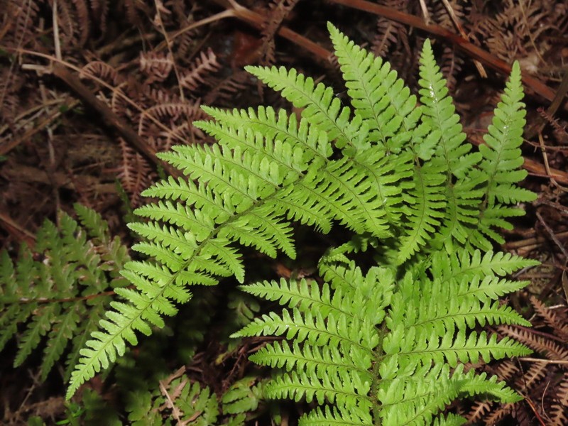 Dryopteris corleyi photo 6