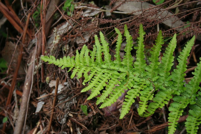 Dryopteris corleyi photo 7