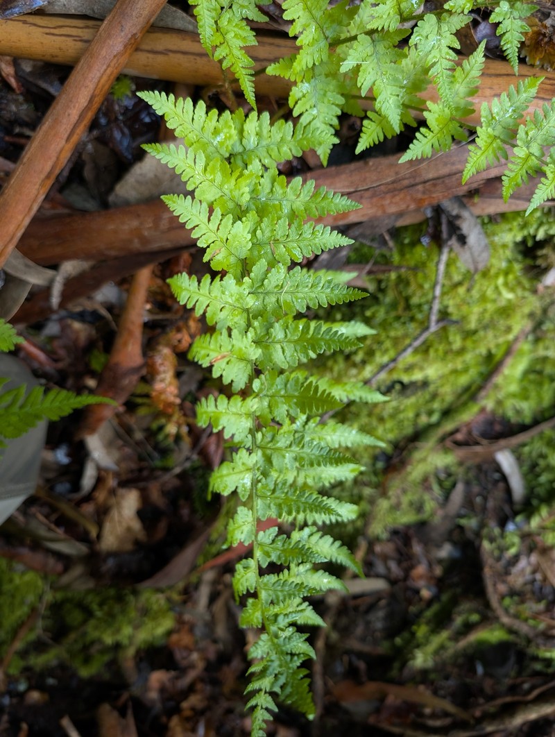 Dryopteris corleyi photo 8
