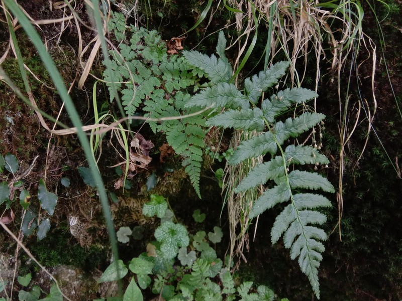 Dryopteris costalisora