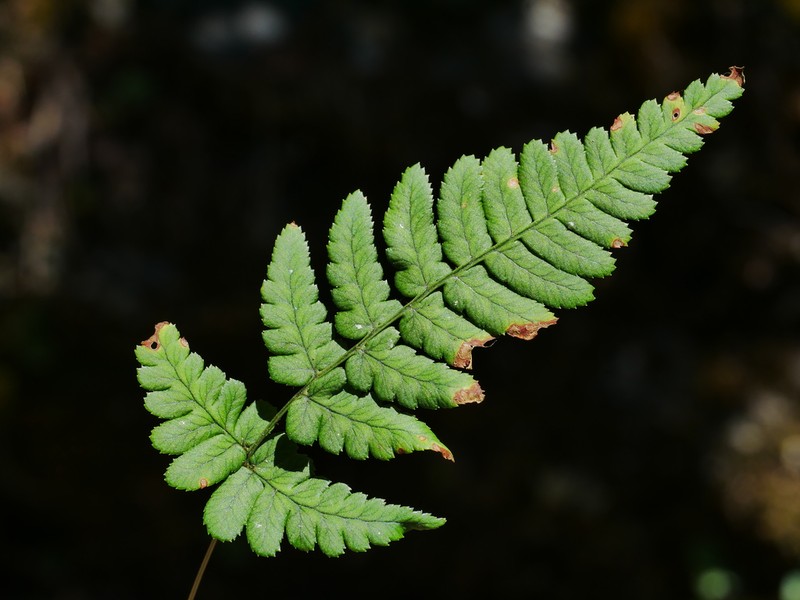 Dryopteris costalisora photo 2