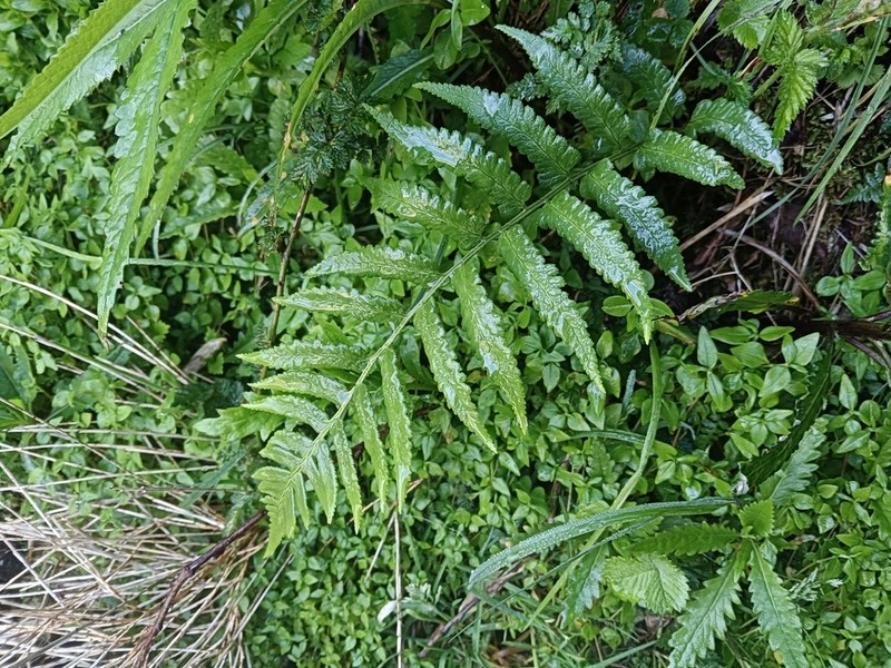 Dryopteris costalisora photo 3
