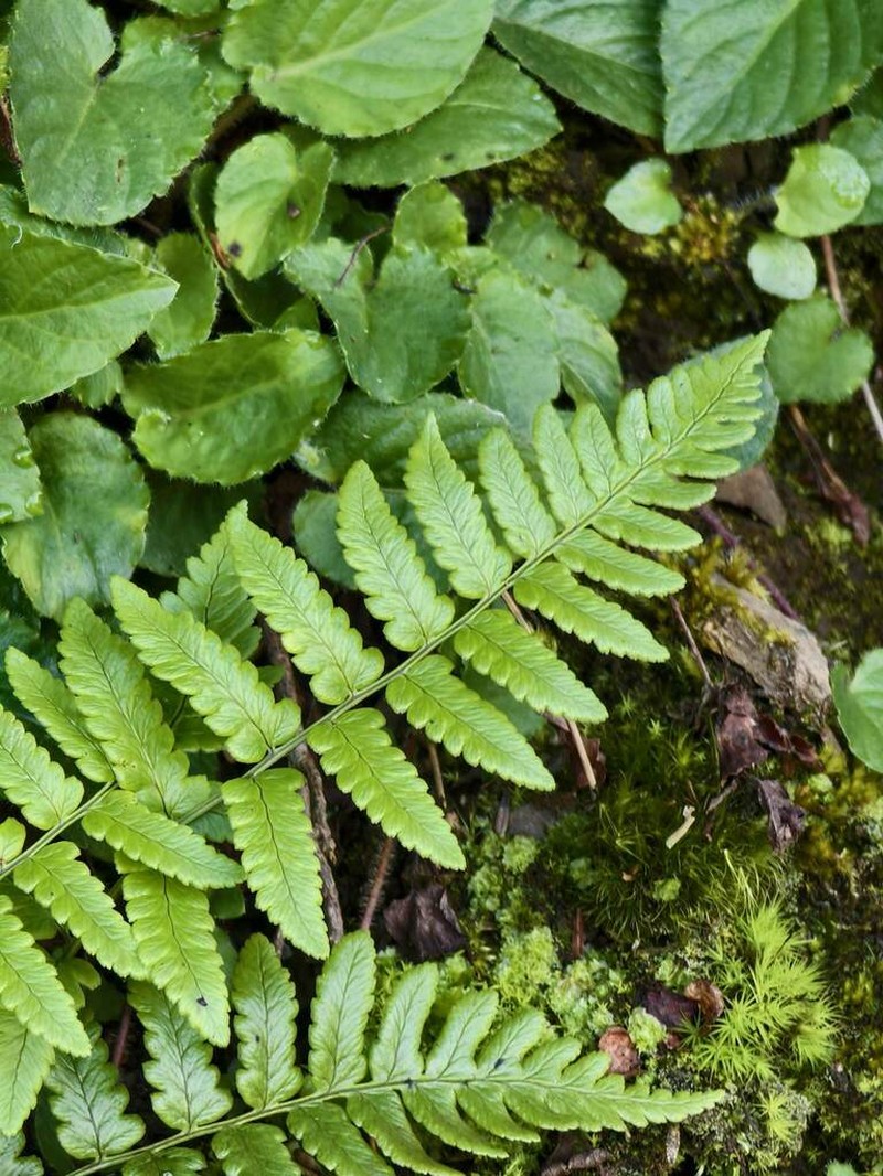 Dryopteris costalisora photo 4