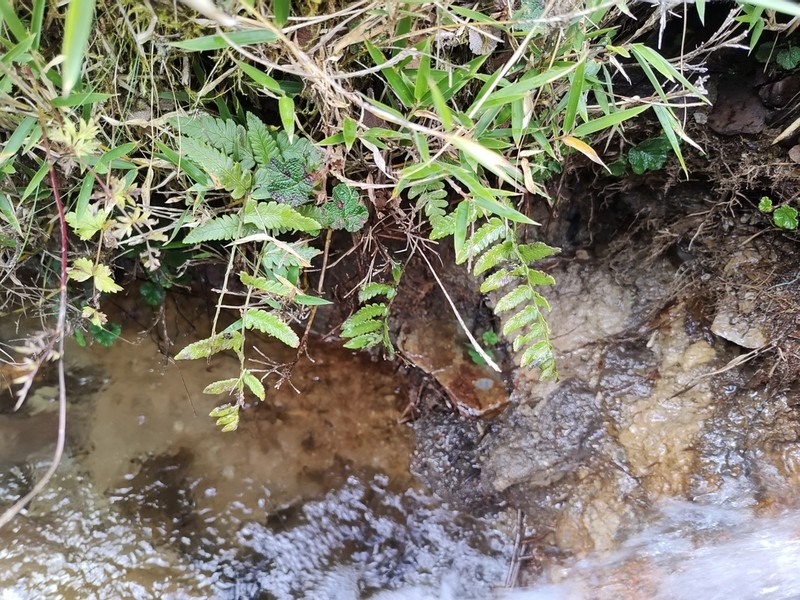 Dryopteris costalisora photo 5