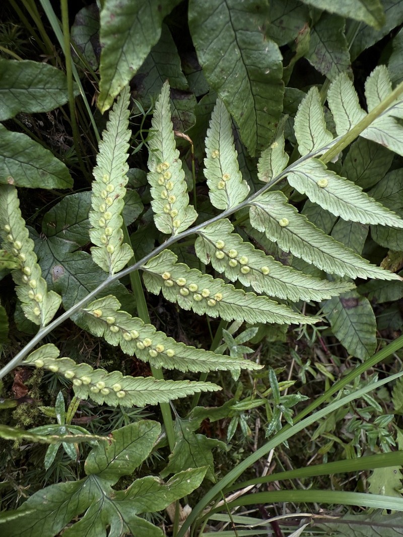 Dryopteris costalisora photo 6