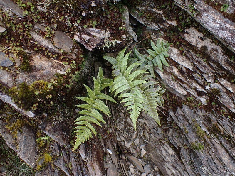 Dryopteris costalisora photo 7